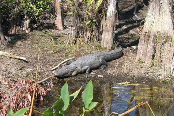 Everglades Tours